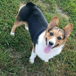 Stella - Pembroke Welsh Corgi