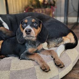 Basset Hound and Beagle Puppies from Orange Mountain Basset Hounds & Beagles