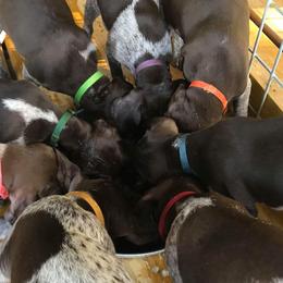 German Shorthaired Pointers from Wilson’s Pointers