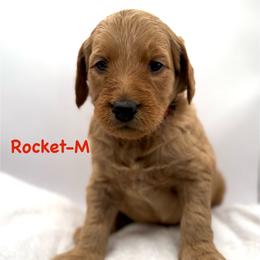 Rocket-Red collar boy - Red  male Goldendoodle puppy in Lewisville, Texas from Zink Doodles