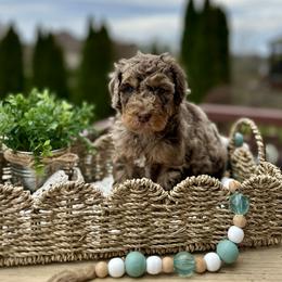 Hazel - Merle female Bernedoodle puppy in Bells, North Carolina from Neighborhood Poodles & Doodles