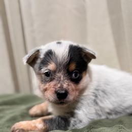 Aira - Blue mottled female Australian Cattle Dog puppy in Rosharon, Texas from 4Surge Cattle Dogs