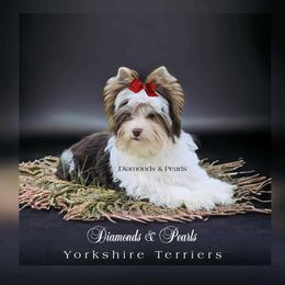 London - Yorkshire Terrier