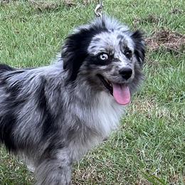 Miniature Australian Shepherds from Black Mamba