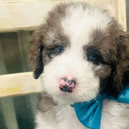 OLAF - Blue merle Bernedoodle puppy in Macon County, North Carolina from Mountain Doodles