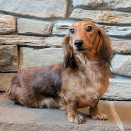 Petunia - Dachshund