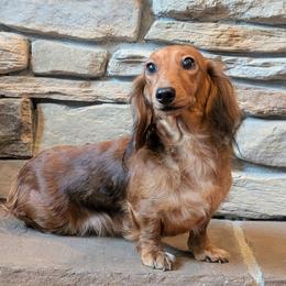 Petunia - Dachshund