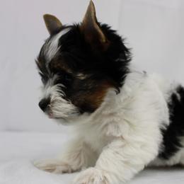 Jacob 3300 - Black tan and white male Biewer Terrier puppy in Ambrose, Georgia from Southern Star Biewer Terriers