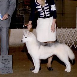 Siberian Huskies from LaSan Siberian Huskies