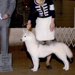 Siberian Huskies from LaSan Siberian Huskies