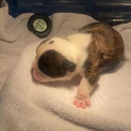 Tiger Lilly - Red brindle and white female Bulldog puppy in Cheshire, Connecticut from Absolut Bulldogs