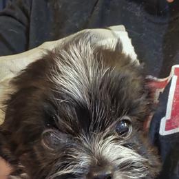Donald - Parti male Yorkshire Terrier puppy in Hamilton, Ohio from Purebred Yorkies of Ohio