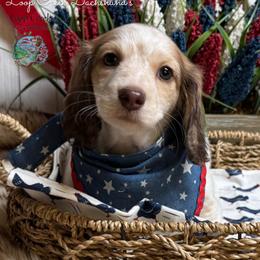 Puma - Piebald female Dachshund puppy in Fayetteville, West Virginia from Loop Creek Dachshunds