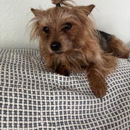 Yorkshire Terriers from Tiffany Sharp-Hohn