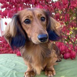 Indi - Dachshund