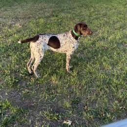 Chesapeake Bay Retriever and German Shorthaired Pointer All Grown Up from North Wind Gundogs