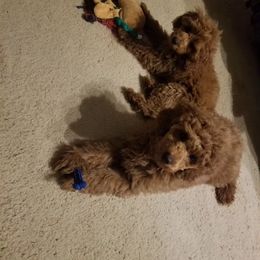 Coton de Tulear and Poodle Puppies from Legacy Pets