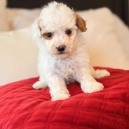 Champagne Toast - Parti male Goldendoodle puppy in Sallisaw, Oklahoma from Huddle Puppies