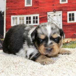 Blue Merle - Blue merle male Miniature Australian Shepherd puppy in Ronan, Montana from Dirt Road Aussie’s of Montana