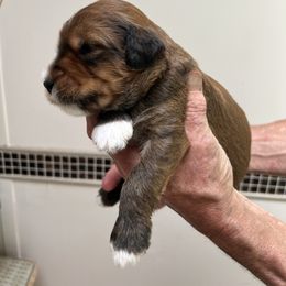 Leo - Brown male Whoodle puppy in Concord, North Carolina from RockyRiverDoodles