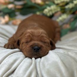 Rose - Red  female Goldendoodle puppy in Queen Creek, Arizona from Goldendoodle AZ