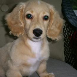 Dachshunds from Lynne's Doxie Heaven
