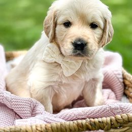 Golden Retriever Puppies from Brightest Days