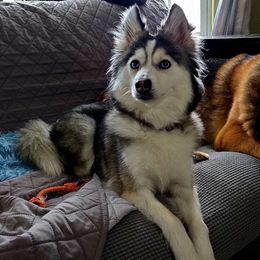 Xena - Pomsky