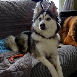 Xena - Pomsky