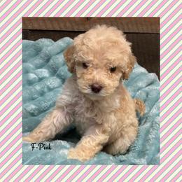 G4- Pink - Cream female Goldendoodle puppy in Ankeny, Iowa from Iowadoodles2love