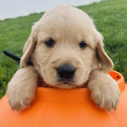 Rome - Golden male Golden Retriever puppy in Blackfoot, Idaho from Ivy’s Goldens