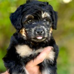 Lyla - Black female Goldendoodle puppy in Highland, Utah from Angel Pups Deluxe