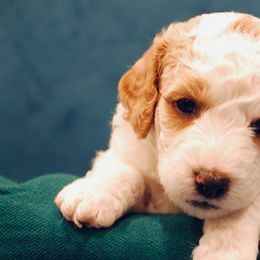 Poodle Puppies from Reuter Clan Poodles