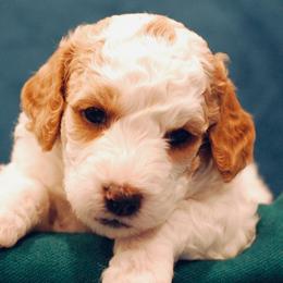 Poodle Puppies from Reuter Clan Poodles
