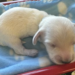 Caleb - Cream male Dachshund puppy in Trenton, Kentucky from Promise Land Puppies
