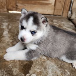 Pomsky Puppies from Pomsky Play-ce