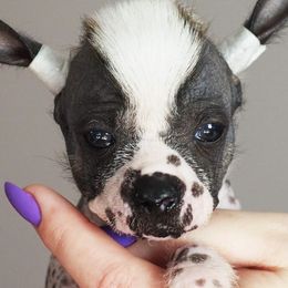 Chinese Cresteds, French Bulldogs, and Pugs from Puddles Palace Puppies