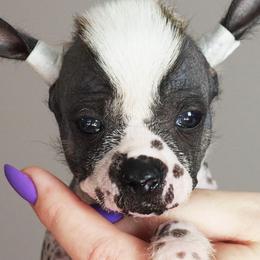 Chinese Cresteds, French Bulldogs, and Pugs from Puddles Palace Puppies
