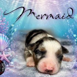 Mermaid - Blue merle female Miniature Australian Shepherd puppy in Brenham, Texas from Stone N Rose Kennels
