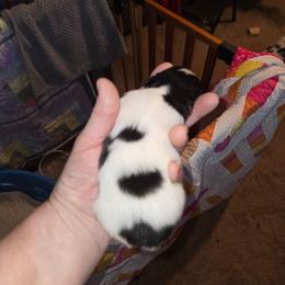 Girl 2 - White black and tan female Papillon puppy in Forest City, North Carolina from Eastern Papillions