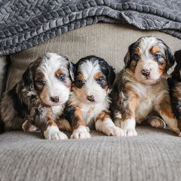 Bernedoodle Puppies from Barnyard 2 Backyard