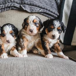 Bernedoodle Puppies from Barnyard 2 Backyard