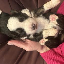 Black tri boy 2 - Black tri male Toy Australian Shepherd puppy in Lame Deer, Montana from Bar M Toy Aussies