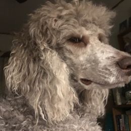 Molly - Poodle