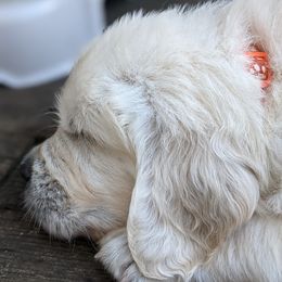 Golden Retriever Puppies from Cruz'n Golden Retrievers