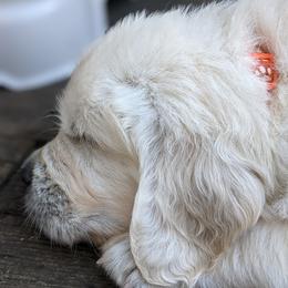 Golden Retriever Puppies from Cruz'n Golden Retrievers