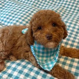 Little Bo - Red male Maltipoo puppy in Springtown, Texas from Bluebonnett Maltipoos and Cavapoos