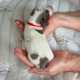 Mr. Red-3800 - Dapple male Dachshund puppy in Sparr, Florida from From the Heart Doxies