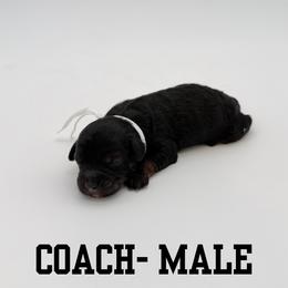 Coach - Black tri-color male Aussiedoodle puppy in West Monroe, Louisiana from Diamond M Poodles and Doodles