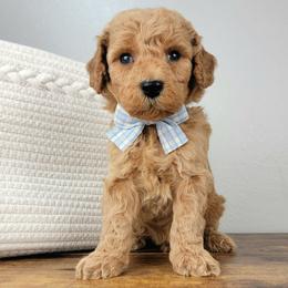Copper - Apricot male Goldendoodle puppy in Temecula, California from Oodles O'Doodles